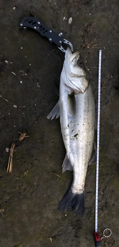 シーバスの釣果