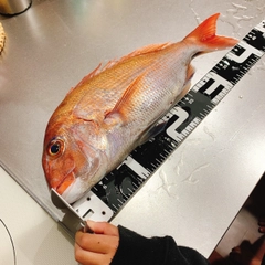 マダイの釣果