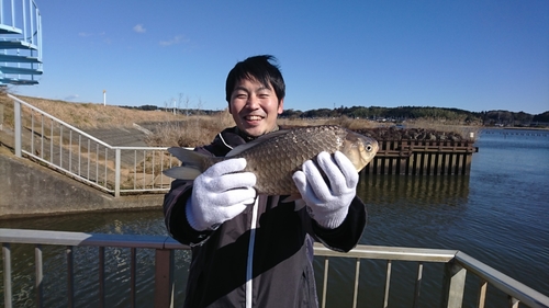 ヘラブナの釣果