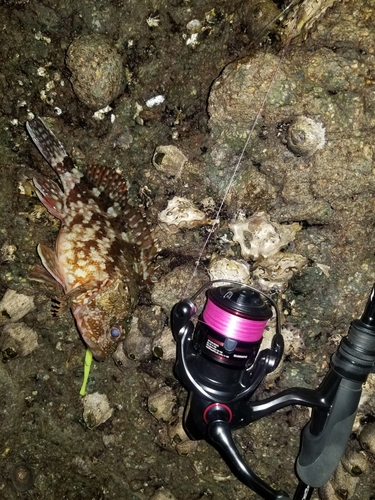 アラカブの釣果