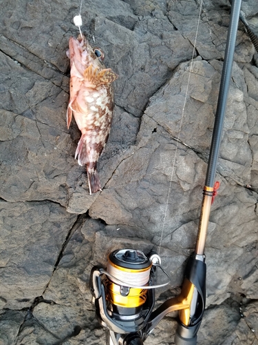 アラカブの釣果