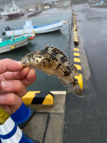 タケノコメバルの釣果