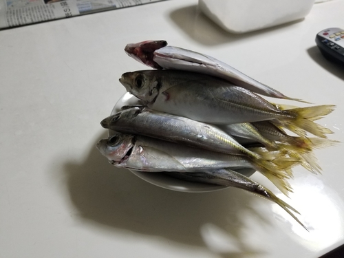 アジの釣果