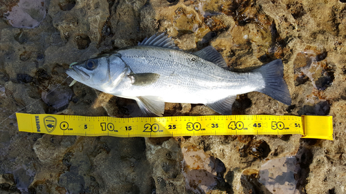 フッコ（ヒラスズキ）の釣果