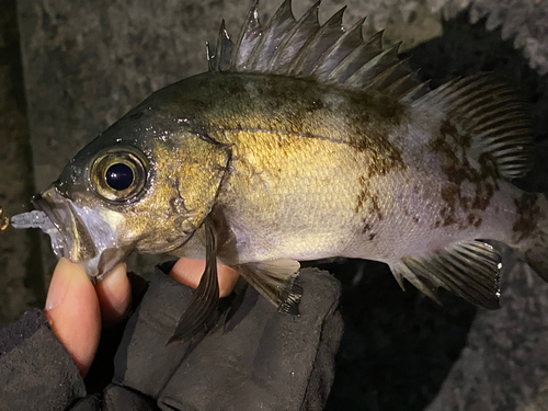 メバルの釣果