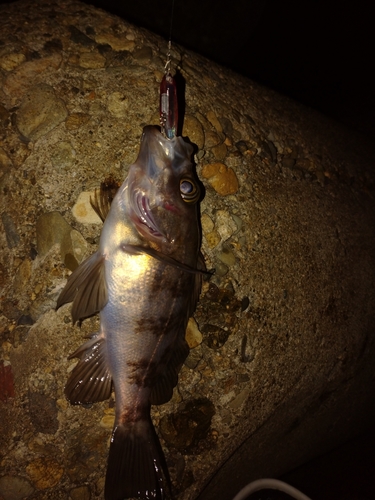 キンメバルの釣果