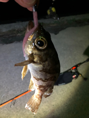 メバルの釣果