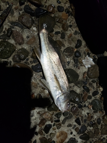 イシモチの釣果