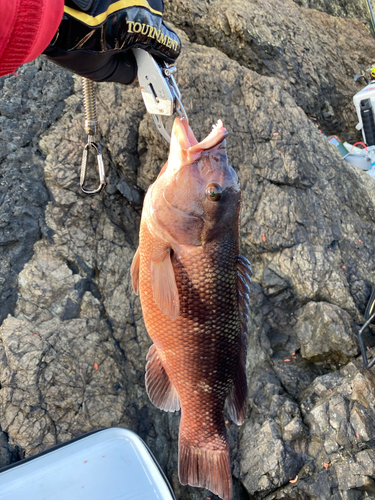 コブダイの釣果