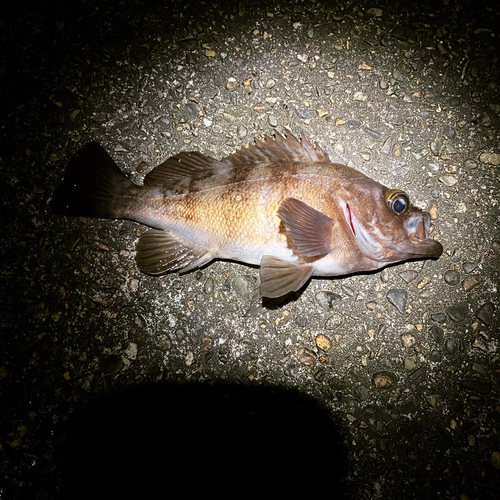 メバルの釣果