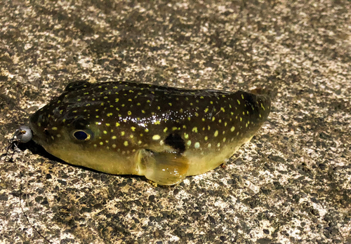 フグの釣果