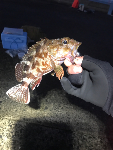 アラカブの釣果