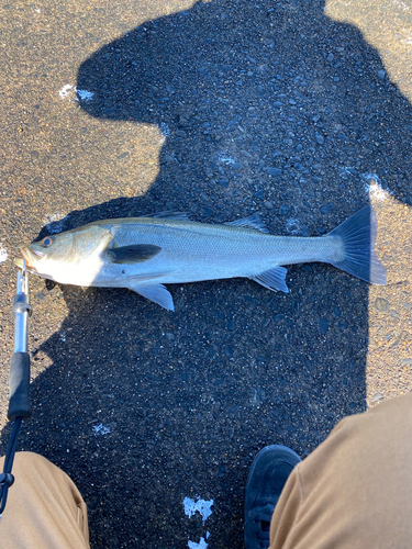 スズキの釣果