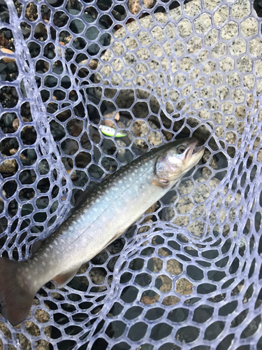 イワナの釣果