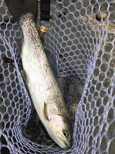 ニジマスの釣果