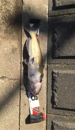 ナマズの釣果