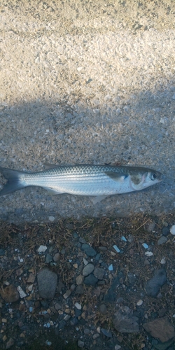 ボラの釣果