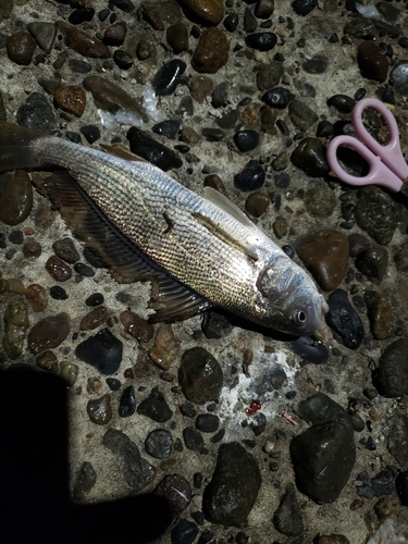 イシモチの釣果