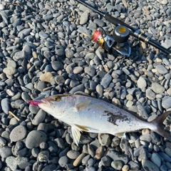 ショゴの釣果