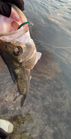 スズキの釣果