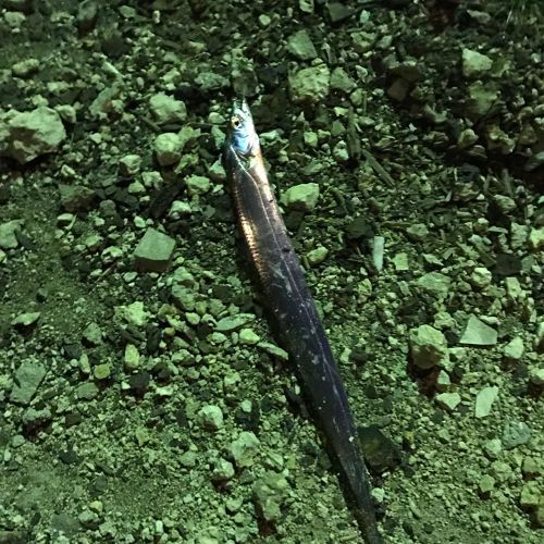 タチウオの釣果