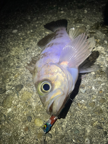 メバルの釣果