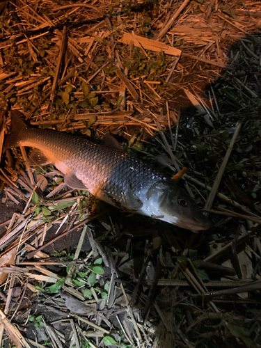 ニゴイの釣果