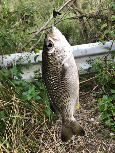 オオクチユゴイの釣果