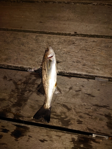 セイゴ（マルスズキ）の釣果