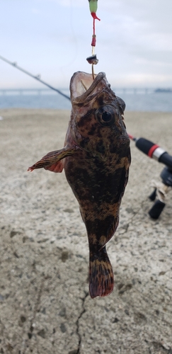 カサゴの釣果