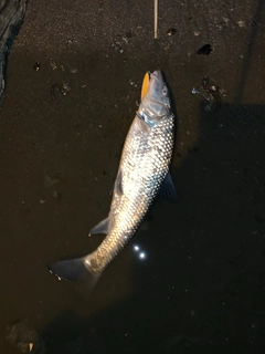 ニゴイの釣果