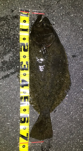ヒラメの釣果