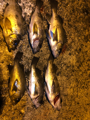 シロメバルの釣果