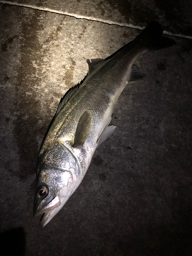 マルスズキの釣果