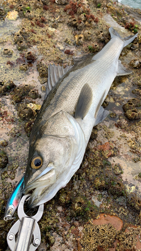 マルスズキの釣果