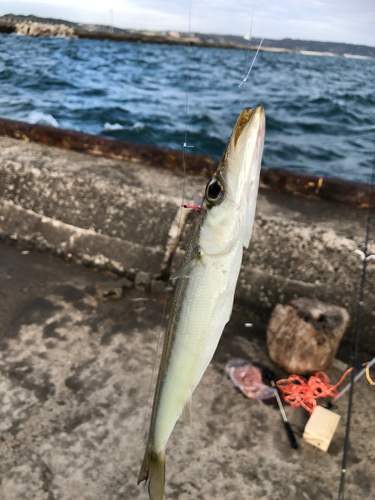 アカカマスの釣果