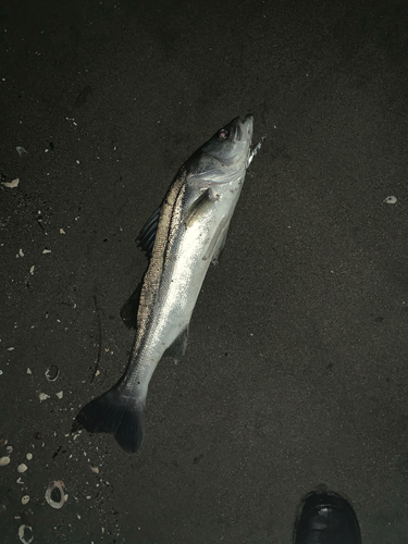 スズキの釣果