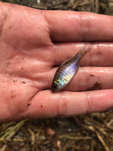 ブルーギルの釣果