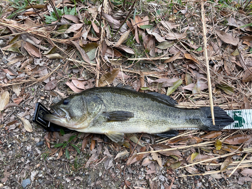 ラージマウスバスの釣果