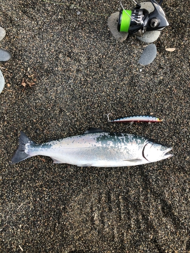 サクラマスの釣果