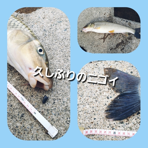 ニゴイの釣果