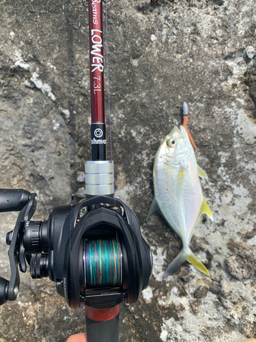 オニヒラアジの釣果