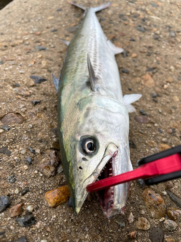 サゴシの釣果