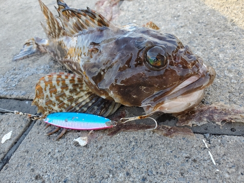 カジカの釣果