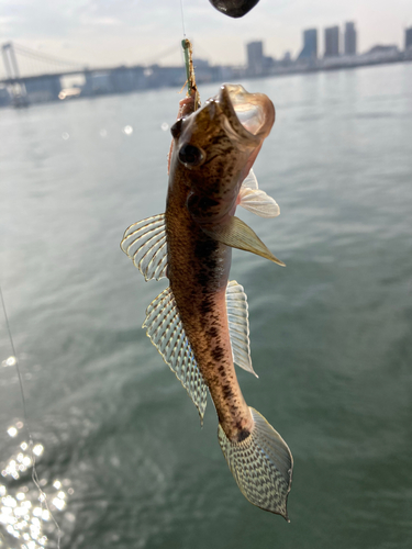 ハゼの釣果