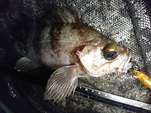 メバルの釣果