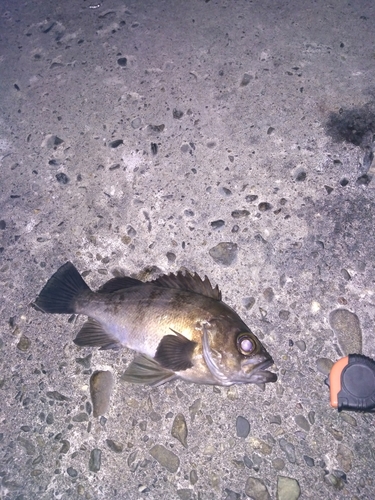 シロメバルの釣果