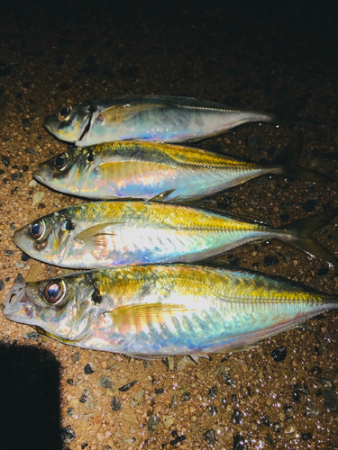 アジの釣果