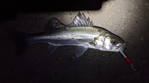 スズキの釣果