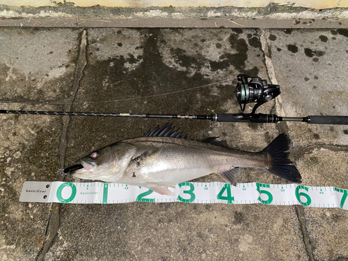 スズキの釣果